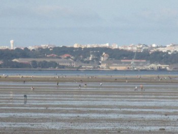 Construção de uma depuradora industrial no Estuário do Tejo Deputados do PCP Setúbal defendem cumprimento de Resolução da AR sobre o assunto