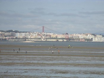 Barreiro / Moita/ Alcochete - Marisqueio no estuário do Tejo Deputados do PCP questionam governo sobre legalidade da atividade