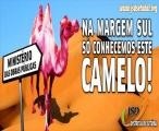 JSD Setúbal "NA MARGEM SUL NÃO SOMOS TODOS CAMELOS"