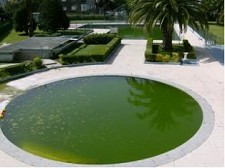 Vereadores do Partido Socialista – Seixal Exigem rápida intervenção na piscina da Torre da Marinha