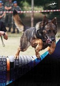 Exercício de avaliação com cães militares em Alcochete Força Aérea realiza Exercício Cinotécnico «Kanicross 2012»