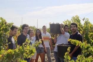 Jovens candidatos do PS Palmela participam nas vindimas