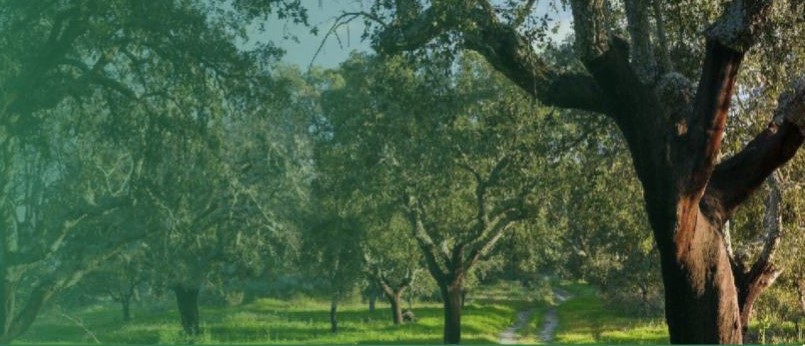 Corte de 1821 sobreiros para implantação de Parque Eólico da EDP em Sines Verdes associam-se a Marcha pelos Sobreiros