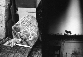 Exposição de Fotografia de Sara Rocio no Barreiro «Os ambientes sucedem-se como o tempo na memória»