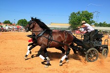 Na Moita XII Feira Equestre volta a animar a vila