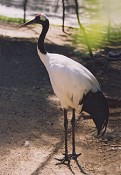 Grou-do-Japão inspira o romance no Jardim Zoológico