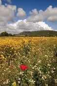Câmara Municipal de Sesimbra Lança guia da flora de Sesimbra