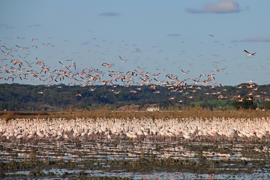 Alcácer do Sal - Todos os anos milhares de flamingos passam pela Reserva Natural do Estuário do Sado em busca de alimento