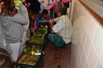 Alunos do Concelho do Barreiro Plantaram produtos hortofrutícolas nos Mercados Municipais