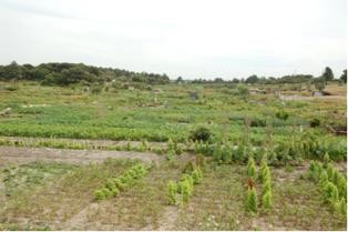 Seixal Investe no Futuro Espaço Hortícola do Monte Sião é inaugurado dia 31 de maio