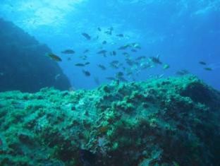 Dia Mundial do Ambiente em Sesimbra MARE: Um olhar diferente sobre os oceanos