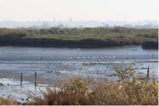 Seixal assinala Dia Mundial do Ambiente com atividades de contato e observação da fauna e flora