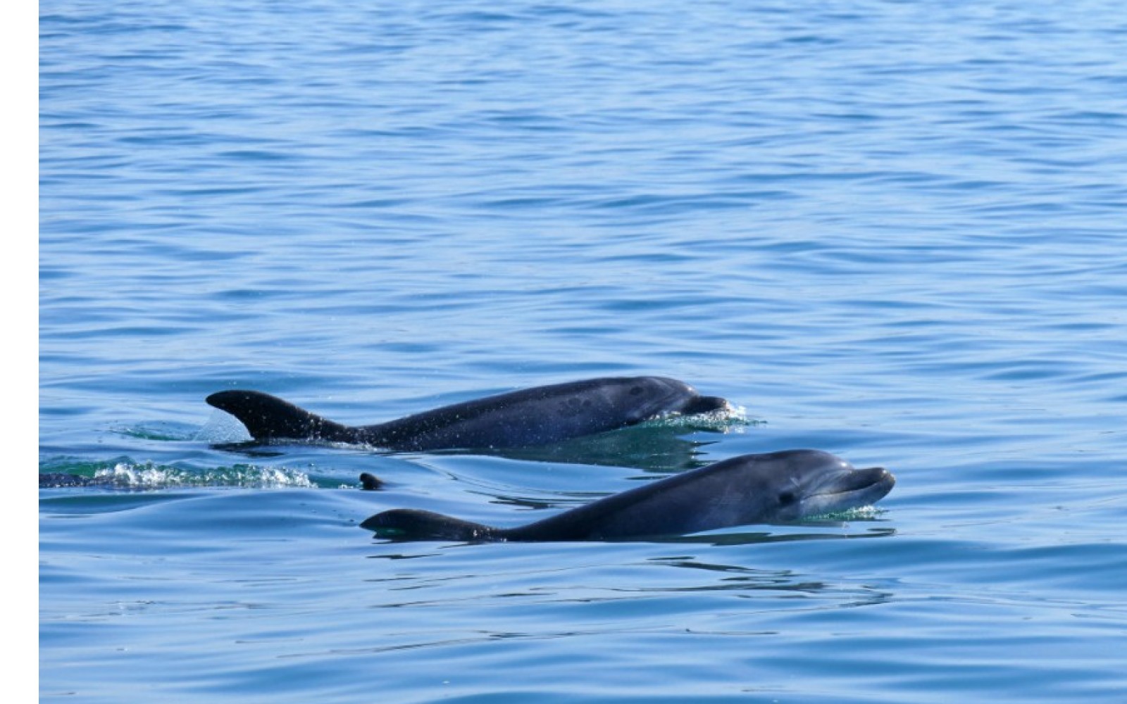 Setúbal - Reserva Natural do Estuário do Sado Celebra 46 anos com três novas crias de roaz-corvineiro
