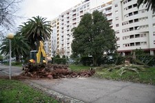 Espaços verdes SETÙBAL Abate de palmeira do Parque do Bonfim