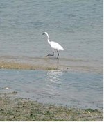 Seixal Visita para Observação de Aves no concelho
