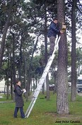 NO SEIXAL Chapim como forma de combate à lagarta do pinheiro