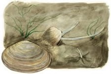 Exposição na Zona Ribeirinha do Montijo Tejo, Fonte de Vida – O Estuário e a Baía do Montijo: Fauna Aquática