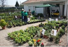 NO SEIXAL Feira das Plantas termina este sábado