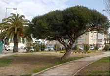 Descobrir as Árvores do Seixal Proporciona contacto com a natureza