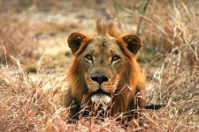 Reabilitação do Parque Nacional da Gorongosa apela à solidariedade