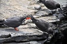 Andorinhas-do-mar-inca nascem no Oceanário de Lisboa