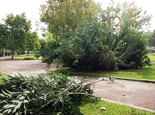 Espaços Verdes em Setúbal Actos de vandalismo originaram a destruição de vários arbustos