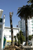 Câmara da Moita apresentou Plano de tratamento biológico para palmeiras doentes