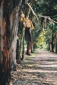 Dia Mundial da Árvore e da Floresta no Barreiro Ateliês na Mata da Machada para 400 Crianças