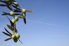 Semana Verde no Montijo Autarquia distribui Oliveiras