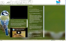 Chapim no Seixal para acompanhar on-line