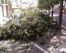 Mais árvores foram vandalizadas na Baixa da Banheira no concelho da Moita
