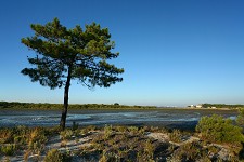 Grândola Programa de monitorização evidencia bom desempenho ambiental do troiaresort