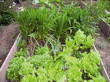 Horticultura em Modo de Produção Biológico em Sesimbra