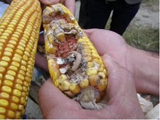 Área de milho geneticamente modificado aumenta 60% em 2011 Agricultores Portugueses querem liberdade para escolher tecnologias sustentáveis