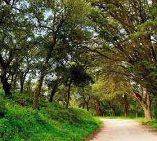 Seminário «Sustentabilidade das Florestas no Contexto das Alterações Climáticas»