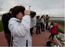Observação de aves no Sapal de Corroios no Seixal