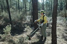 Combate a incêndios florestais Equipa da Proteção Civil de VRSA efetua limpeza na mata nacional das dunas litorais