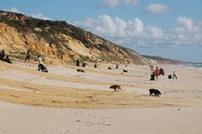 Brigada do Mar limpa Costa Alentejana em Grândola Margarida Pinto Correia marca presença amanhã na Praia da Aberta Nova