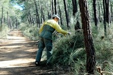 Autarquia de VRSA inicia vigilância da mata das dunas litorais devido à falta de respostas do ICNB