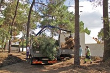 Operação de desmatação e limpeza no pinhal de Belcampo em Setúbal