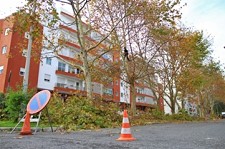 Árvores de grande porte do concelho de Setúbal Alvo de operações de limpeza