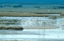 BARREIRO - Reserva Natural Local do Sapal do Rio Coina e Mata Nacional da Machada ‘RESERVA O SÁBADO’ - Sempre no 1º sábado de cada mês