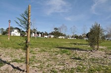 Santiago do Cacém Autarquia e Junta de Freguesia de St André iniciam sábado reflorestação da cidade afetada pelo nemátodo do pinheiro