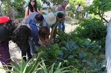 Aprenda a fazer agricultura biológica na Moita Inscrições abertas para Minicurso «Mãos à Horta»