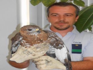 Junto ao Kartódromo Internacional de Palmela GNR de Setúbal recuperou Aguia de Asa Redonda «Buteo buteo»