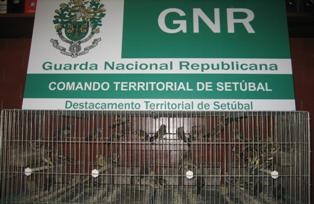 Numa garagem na cidade de Setúbal APREENSÃO DE AVES EM CATIVEIRO ILEGAL