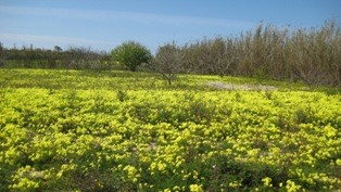 Plantas invasoras: Investigadores da Universidsde de Coimbra descobrem nova forma de reprodução das azedas na Península Ibérica