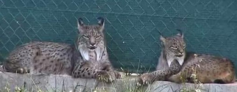 DIA DAS MENTIRAS - Foi "noticia"... BARREIRO - Mata Nacional da Machada É o novo lar de um casal de linces-ibéricos . “Macha” e “Sapa”