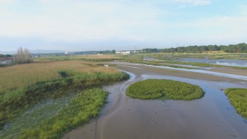 Dia da Floresta Autóctone assinalado no Barreiro Atividades no Centro de Educação Ambiental da Mata da Machada e Sapal do Rio Coina