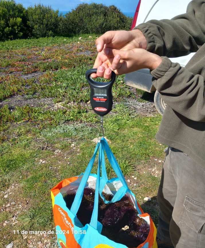 No Parque Natural do Sudoeste Alentejano e Costa Vicentina - Odemira, Sines e Aljezur ICNF realizou duas ações de fiscalização de pesca e de mariscadores